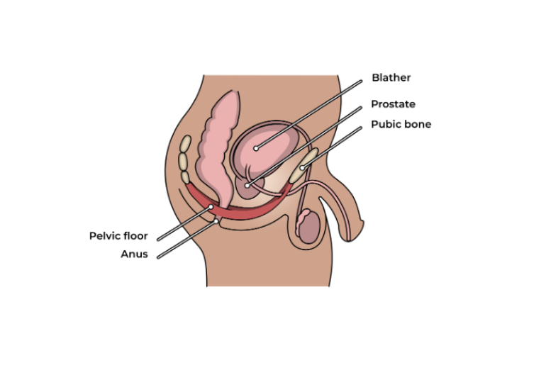 Organs in and near your ass