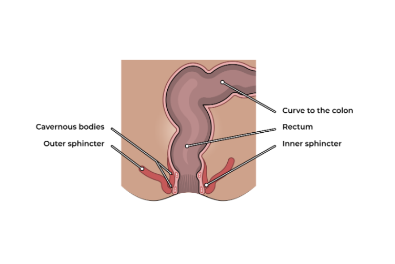 Anus and rectum