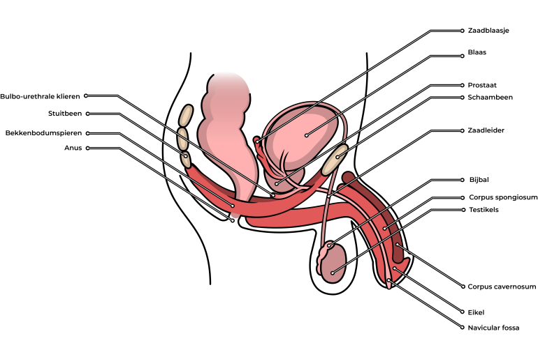 schematische doorsnede van een penis