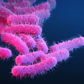 Shigella onder de microscoop